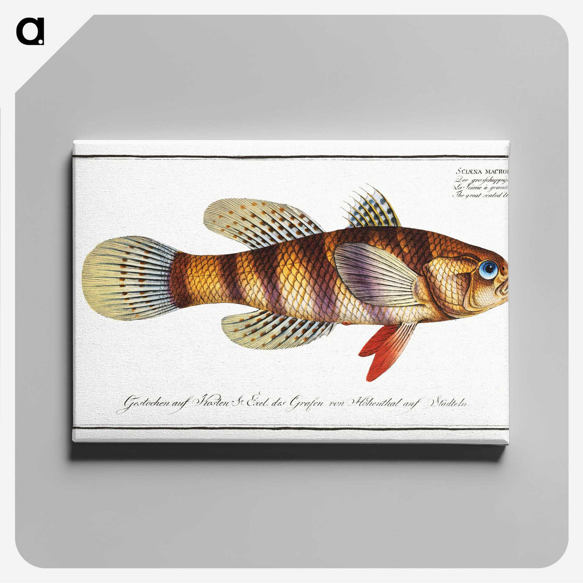 3-26_Ichtyologie-ou-Histoire-naturelle_canvas