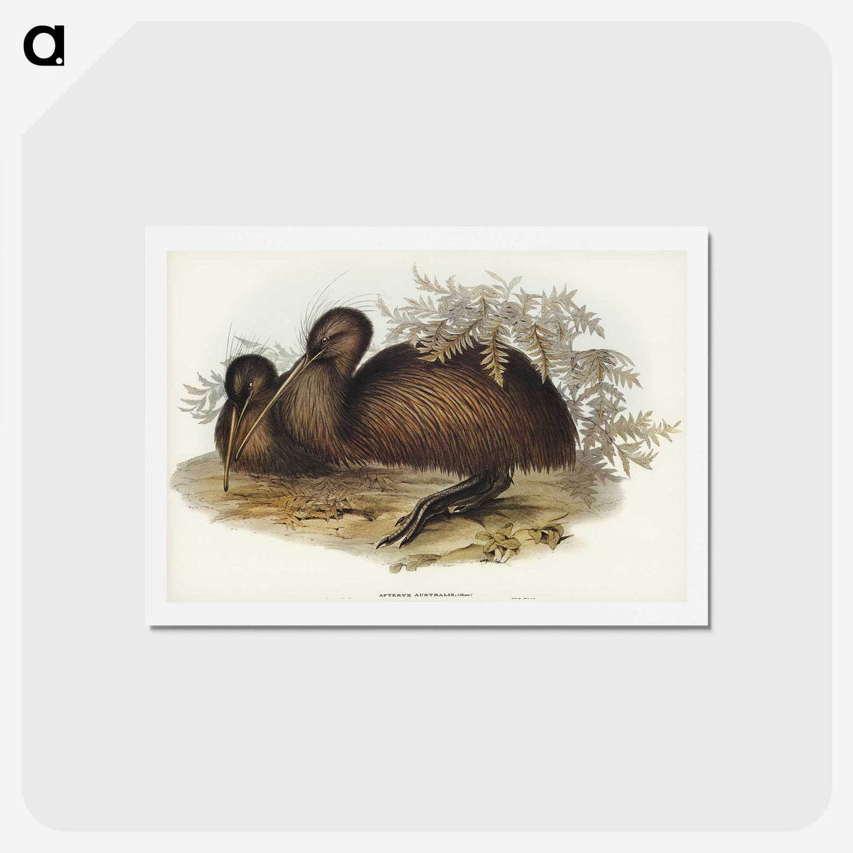 3-26_John-Gould_hagaki