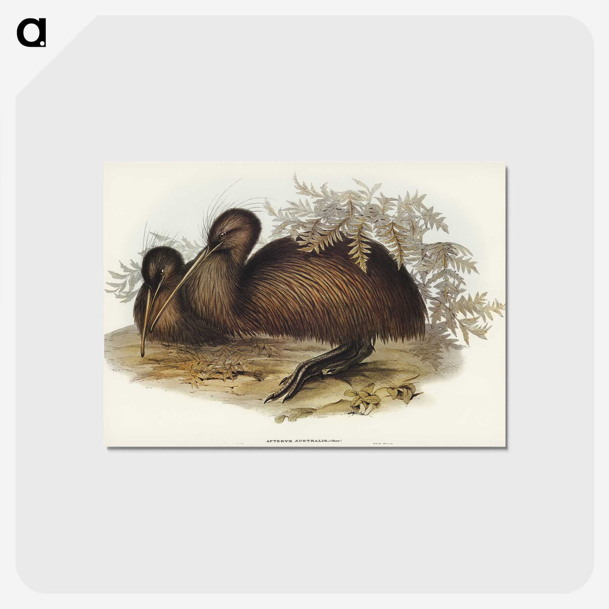 3-26_John-Gould_postcard