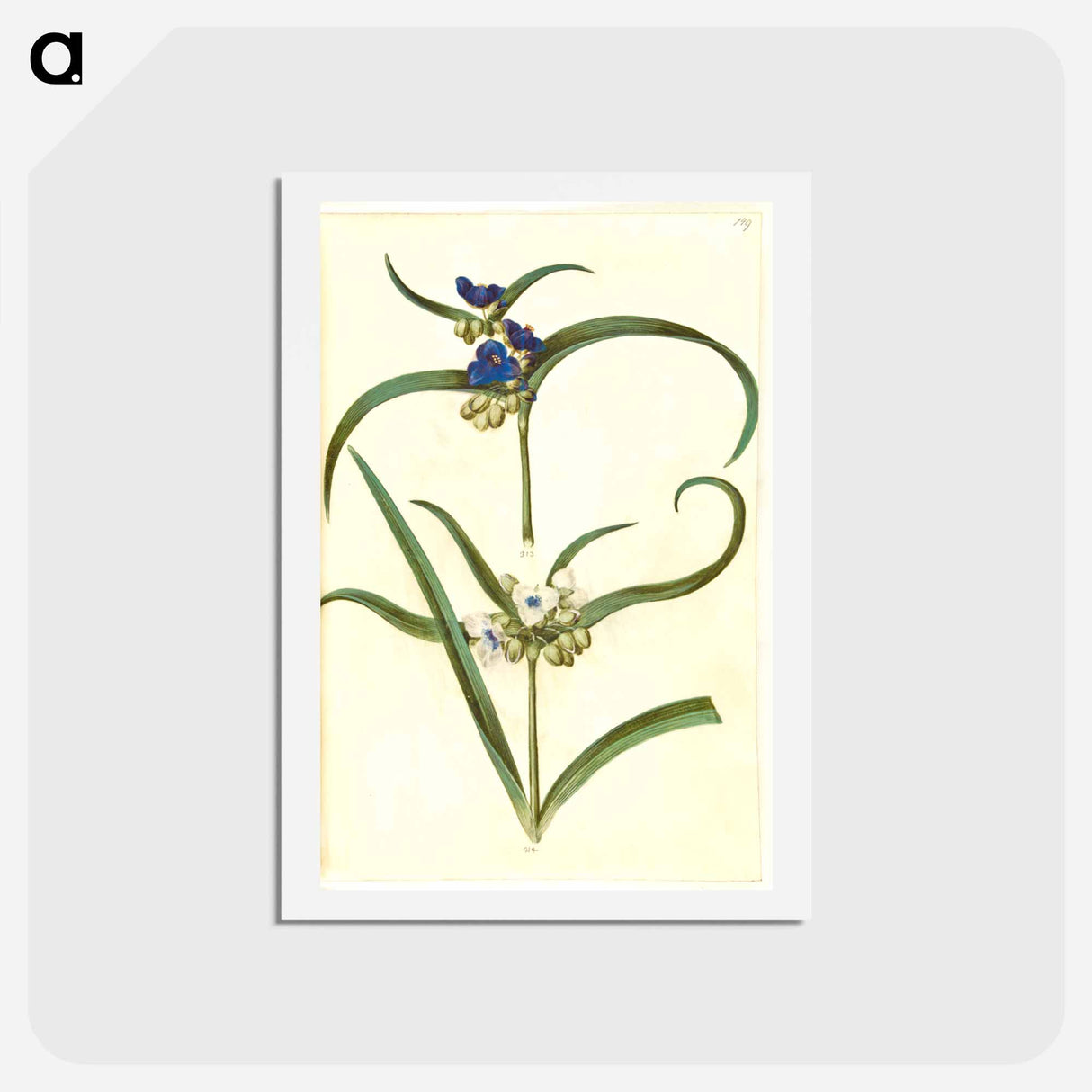 アートポストカード-Tradescantia virginiana or Tradescantia ohiensis
- マリア ジビーラ メーリアン Postcard.