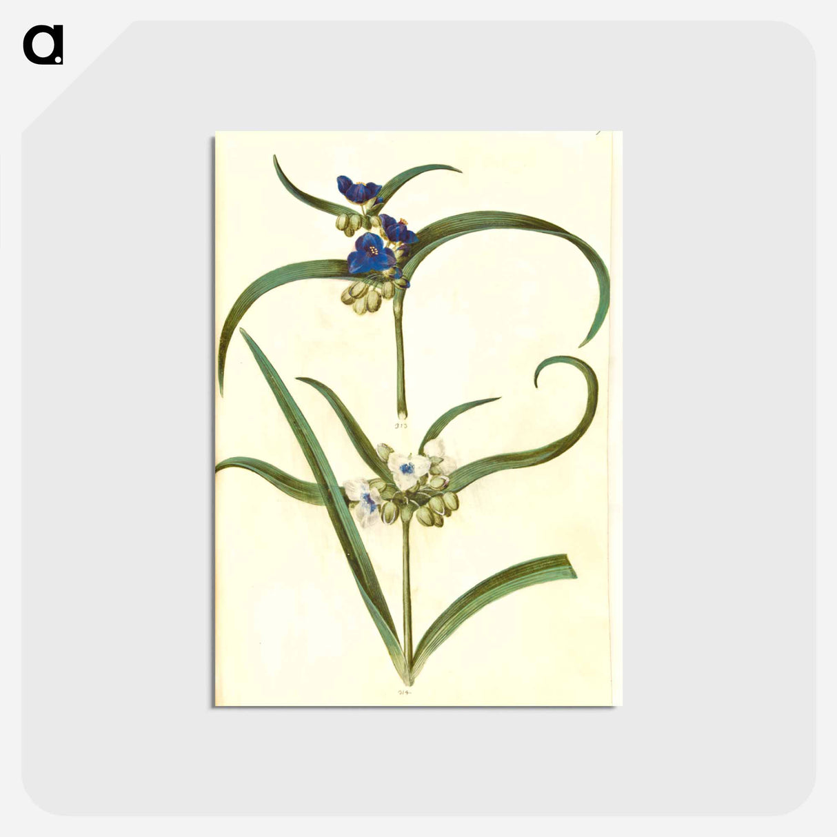 アートポストカード-Tradescantia virginiana or Tradescantia ohiensis
- マリア ジビーラ メーリアン Postcard.