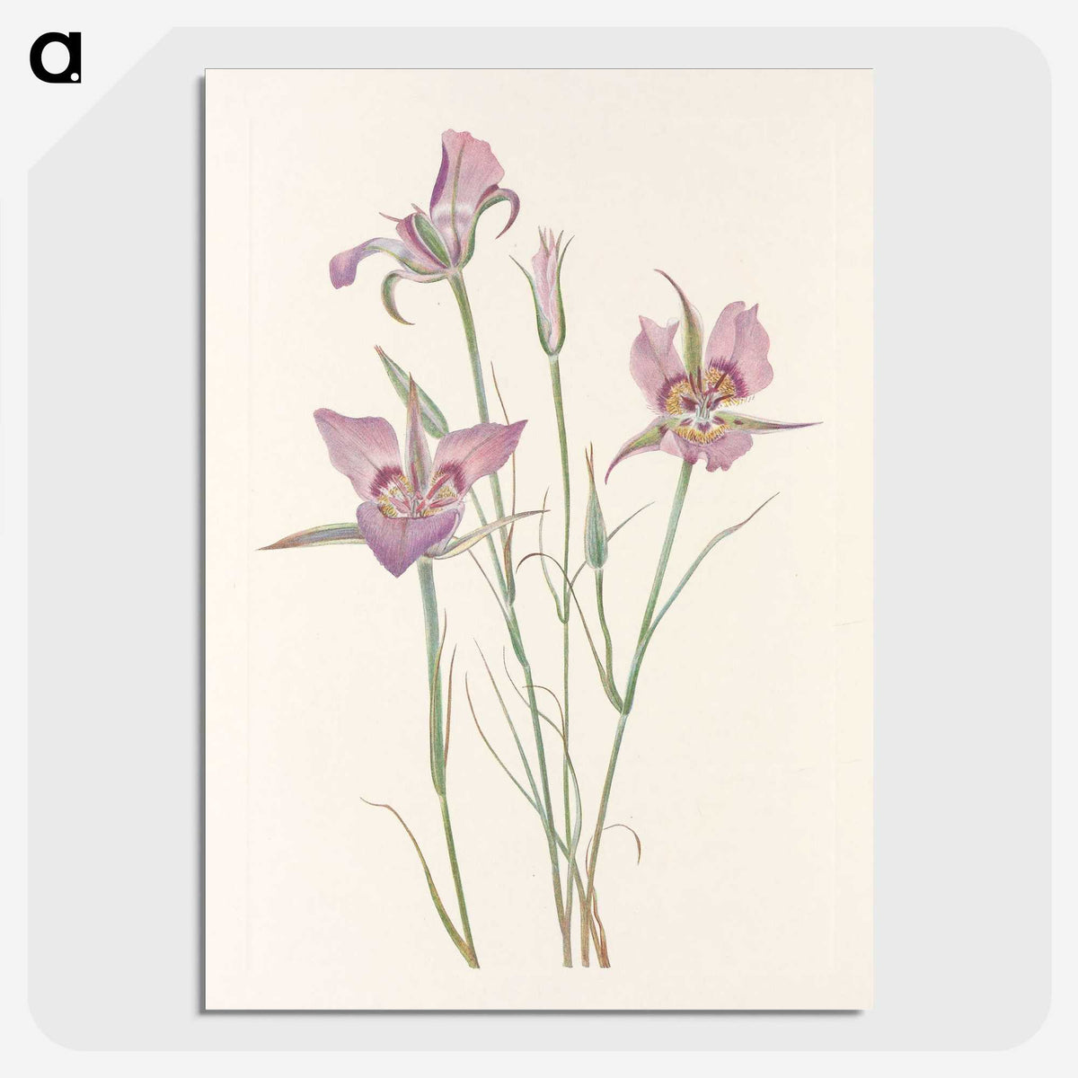 3-26_Mary-Vaux-Walcott_picture-crop