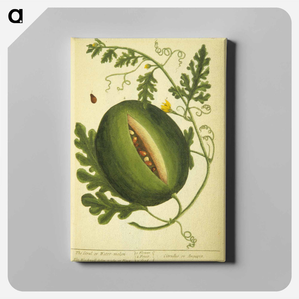 アートパネル-Watermelon Plant
- 国立医学図書館 Canvas.