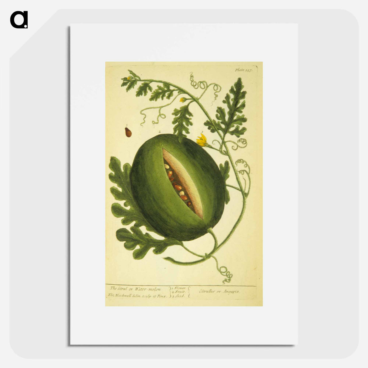 アートポスター-Watermelon Plant
- 国立医学図書館 Poster.