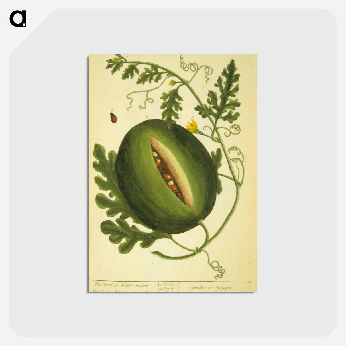 アートポストカード-Watermelon Plant
- 国立医学図書館 Postcard.