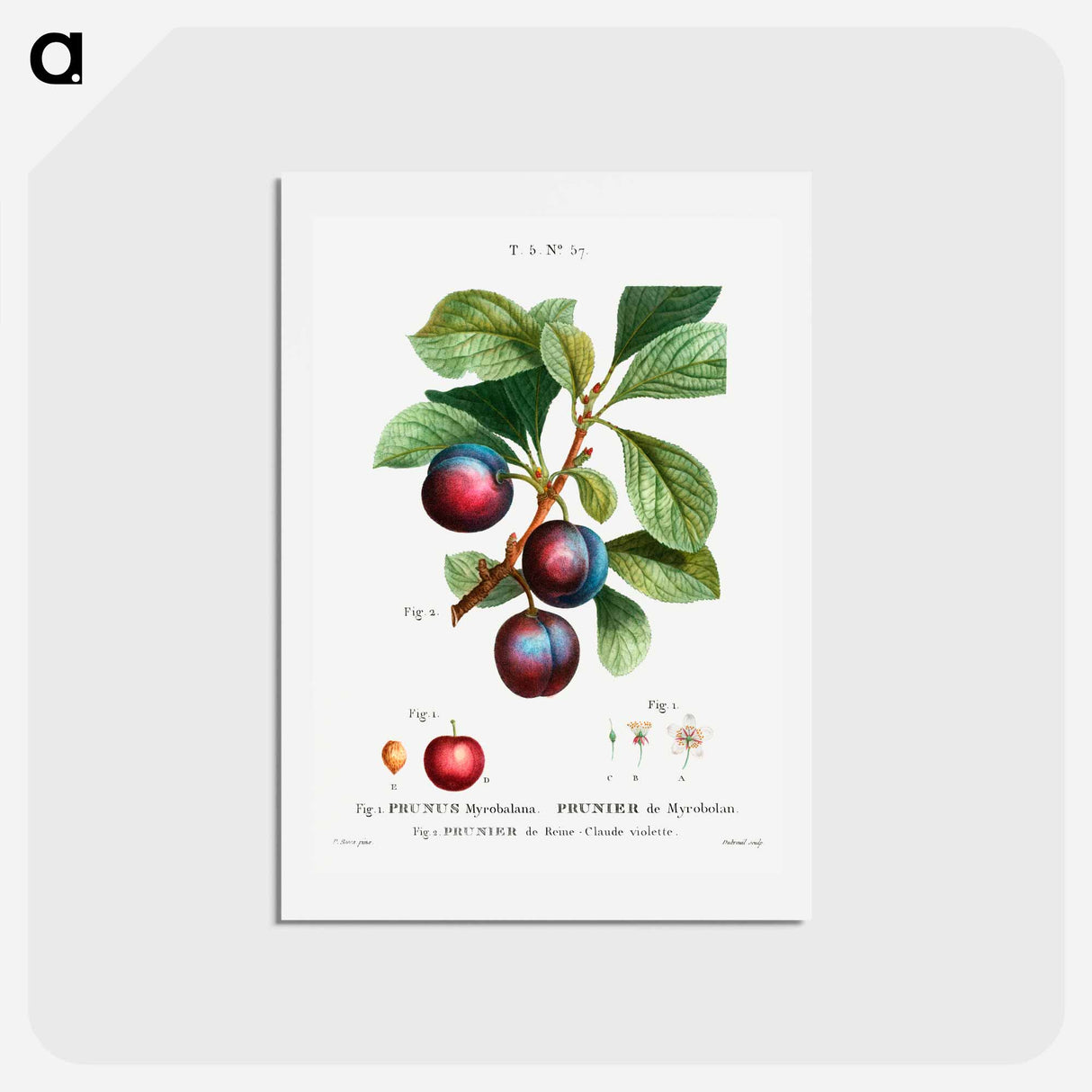 アートポストカード-Myrobalan plum - ピエール ジョゼフ ルドゥーテ Postcard.