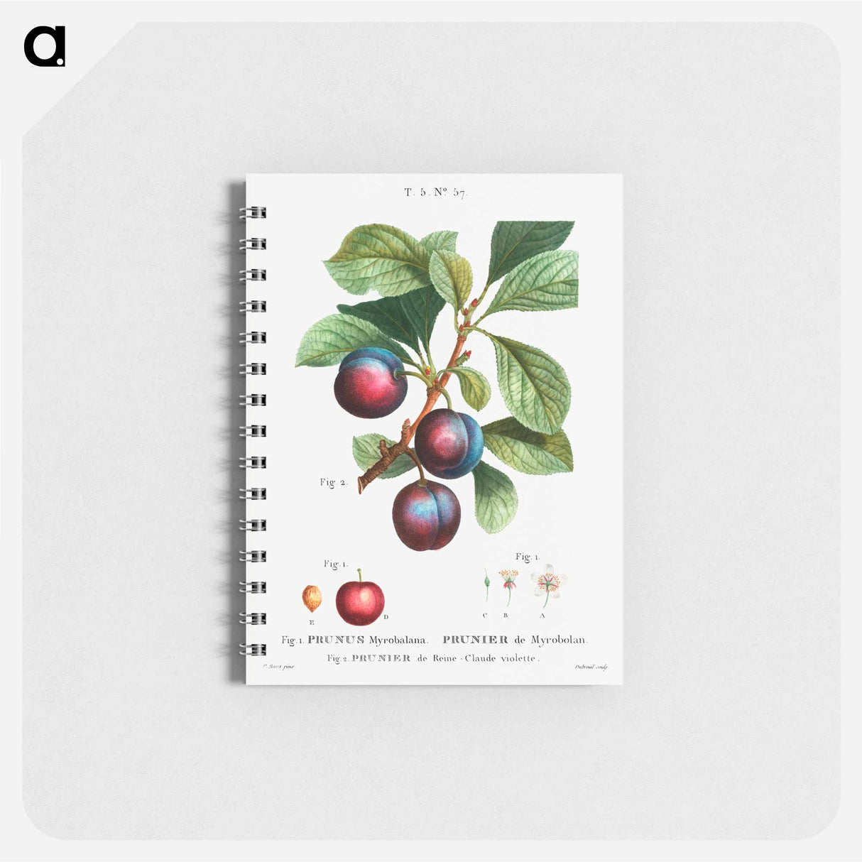 アートメモ帳-Myrobalan plum - ピエール ジョゼフ ルドゥーテ Memo.