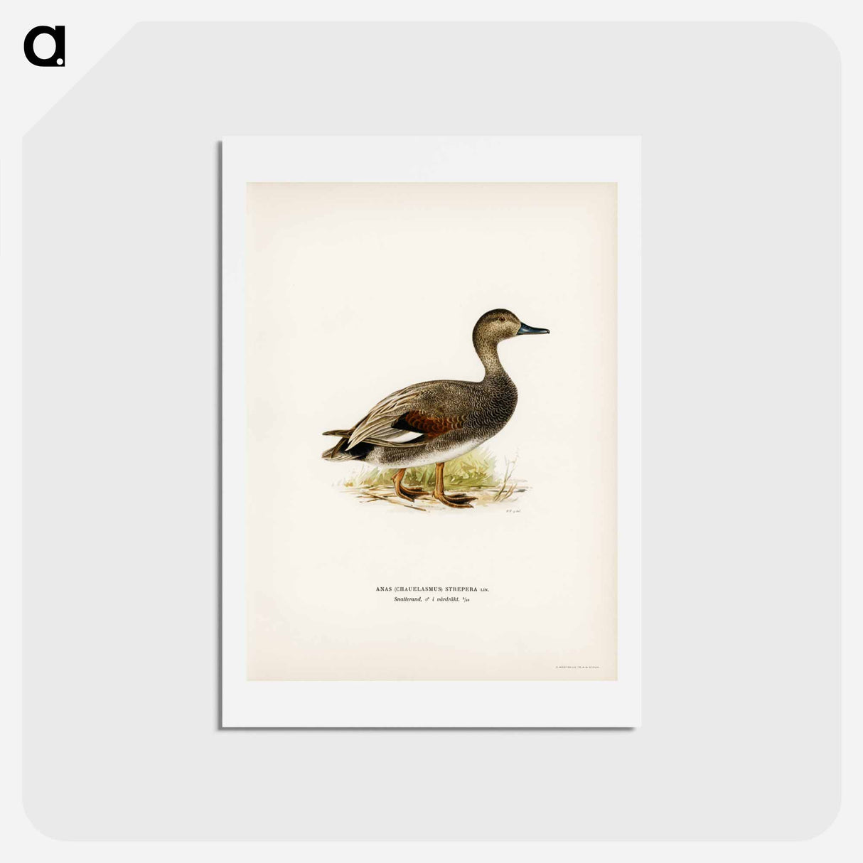 アートポストカード-Gadwall
- スヴェンスカ フォグラル Postcard.