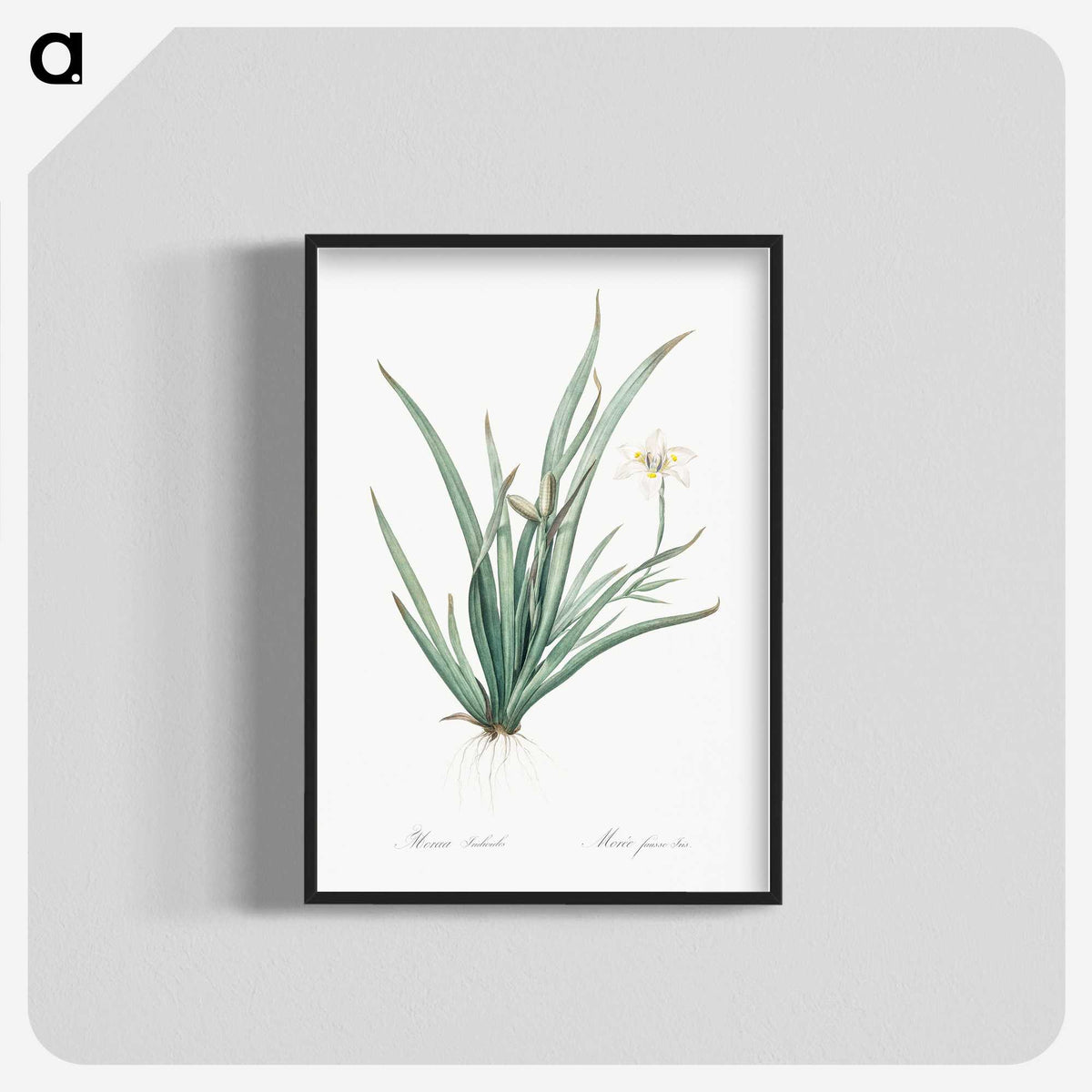 3-26_The-Lilies_blk-crop