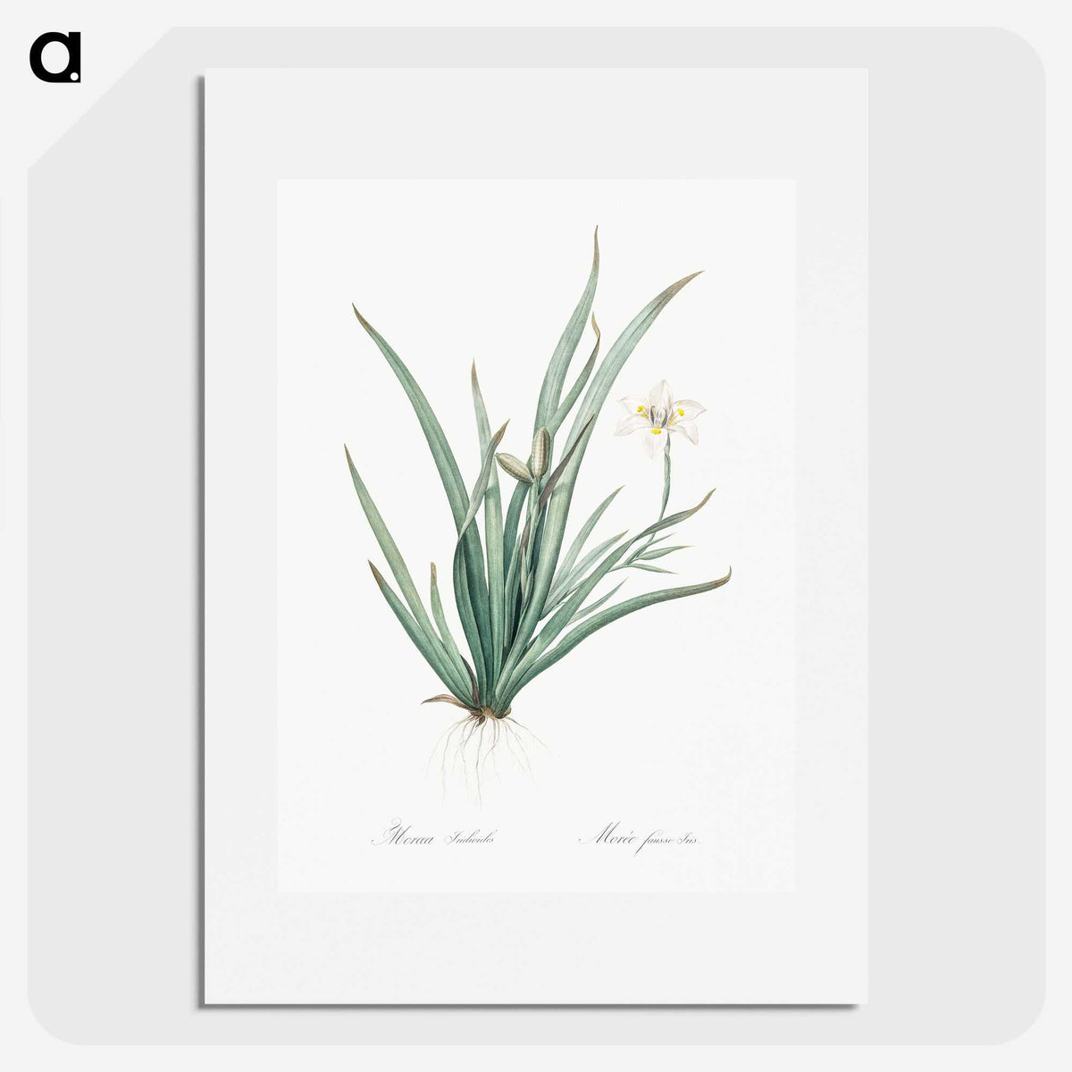 3-26_The-Lilies_picture
