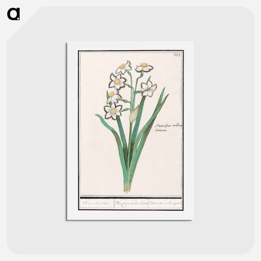 Trosnarcis, Narcissus - アンセルムス ボエティウス デ ブート Postcard.
