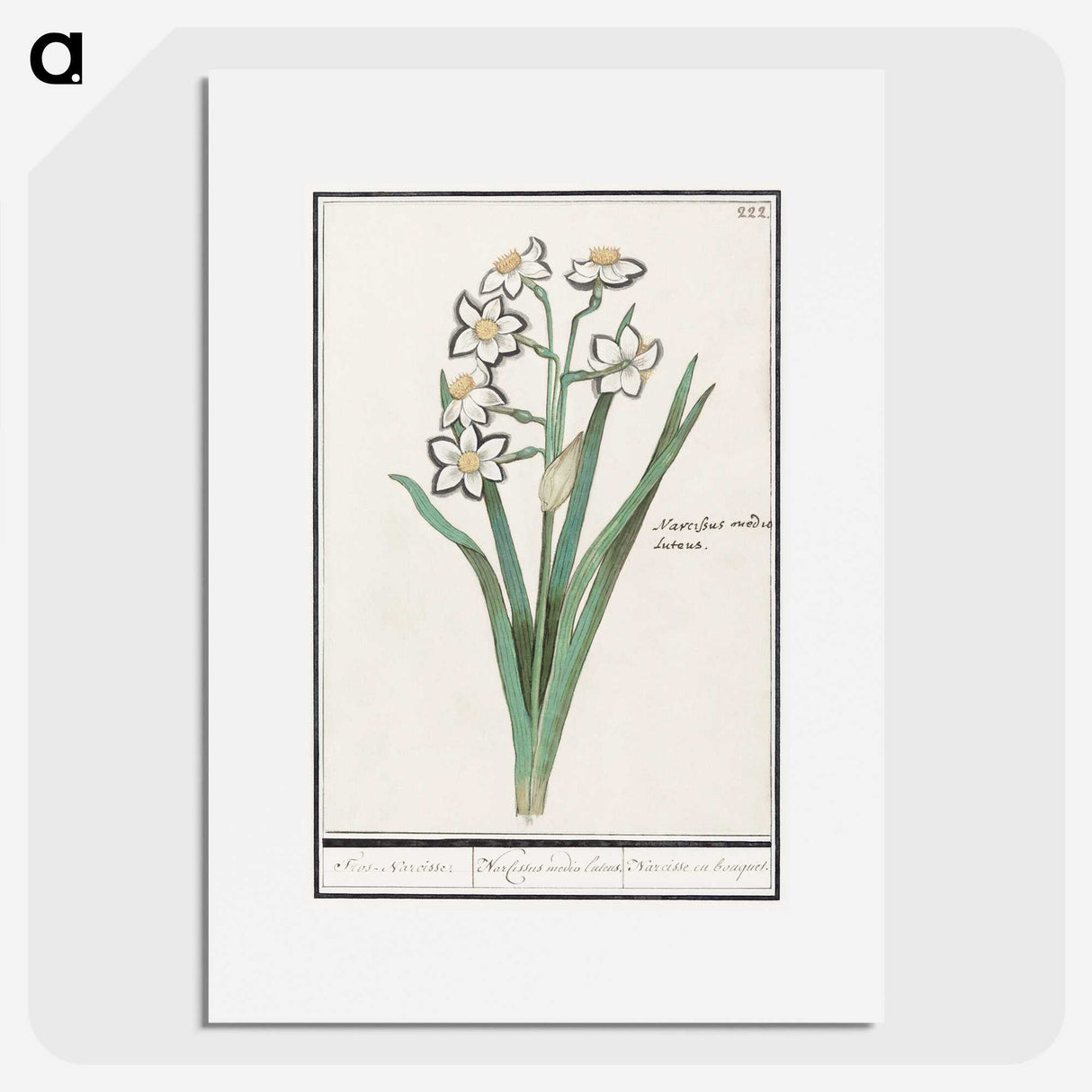 3-27_Anselmus-Boetius-de-Boodt_picture