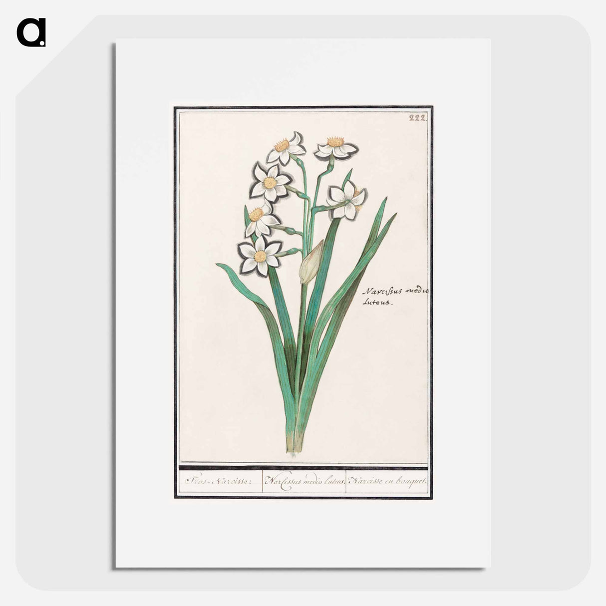 Trosnarcis, Narcissus - アンセルムス ボエティウス デ ブート Poster.
