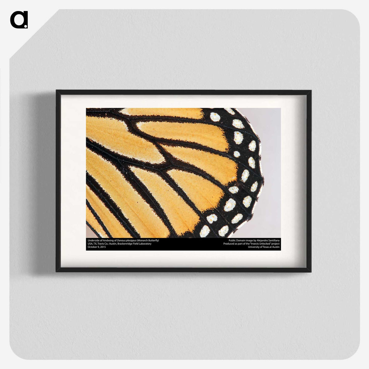 3-27_Insects-Unlocked-Project_blk