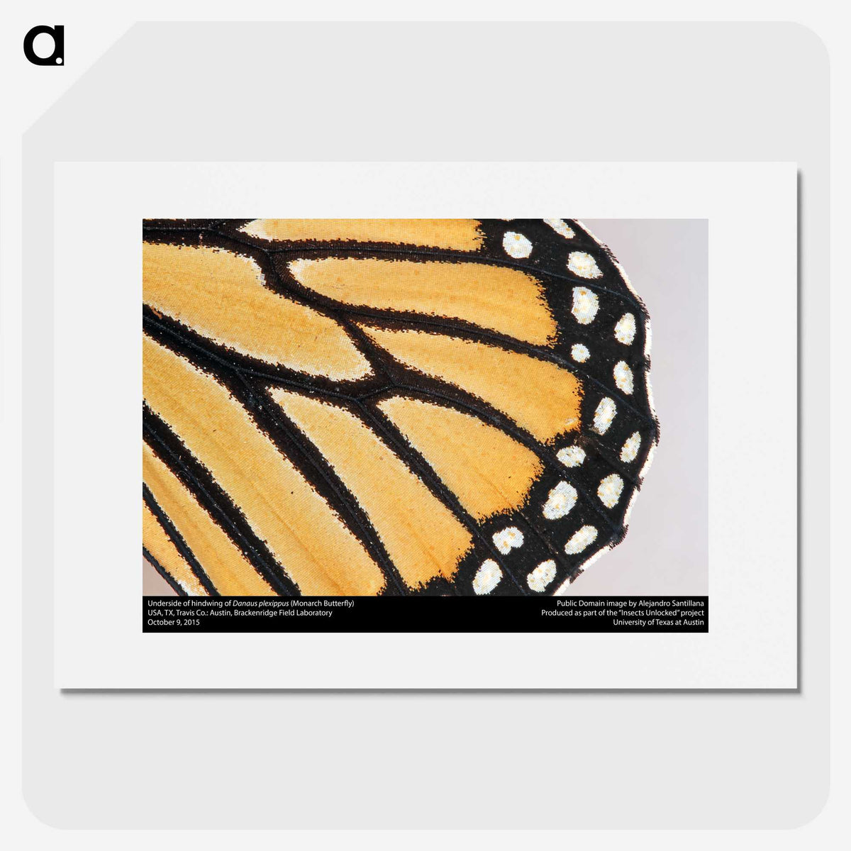 3-27_Insects-Unlocked-Project_picture