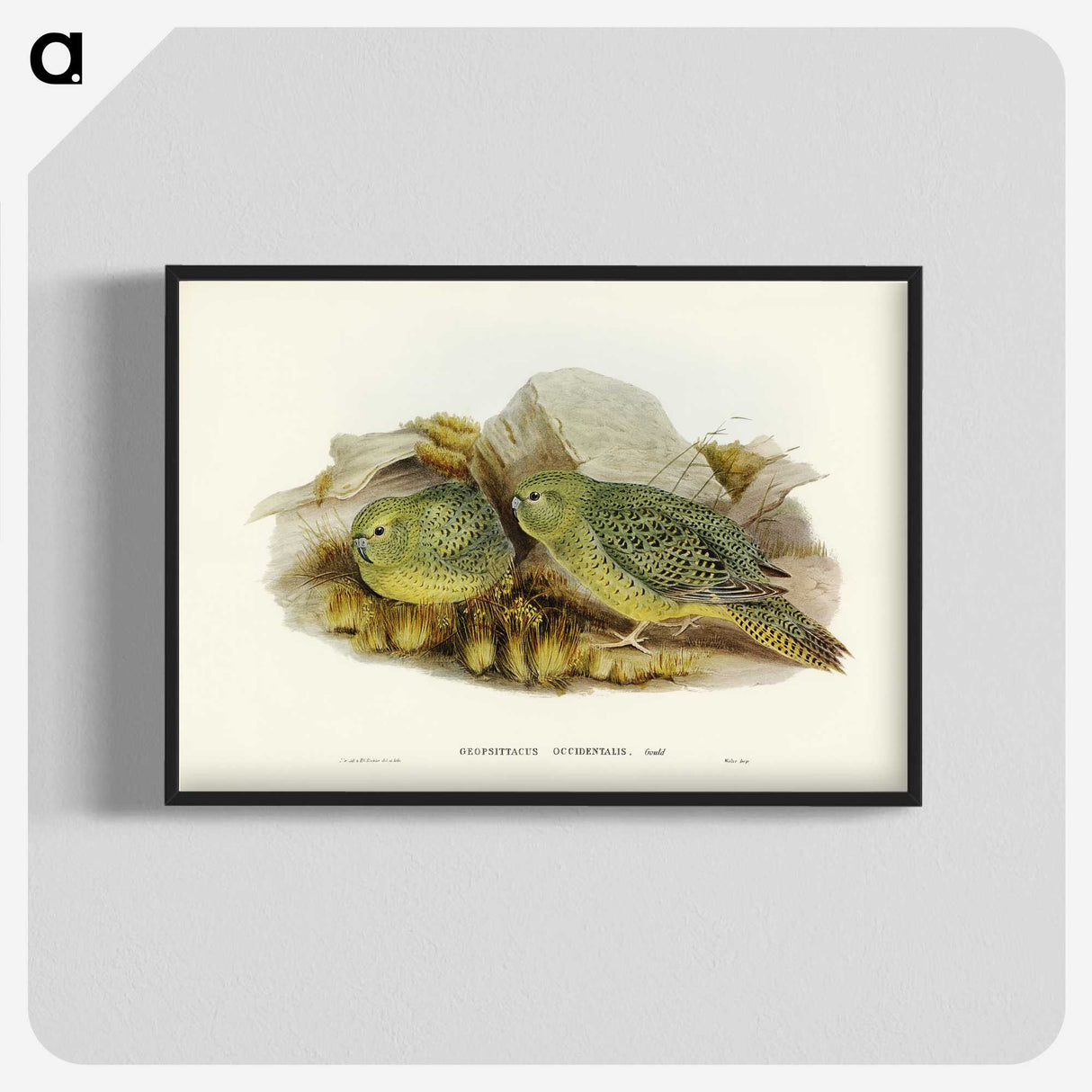 3-27_John-Gould_blk-crop