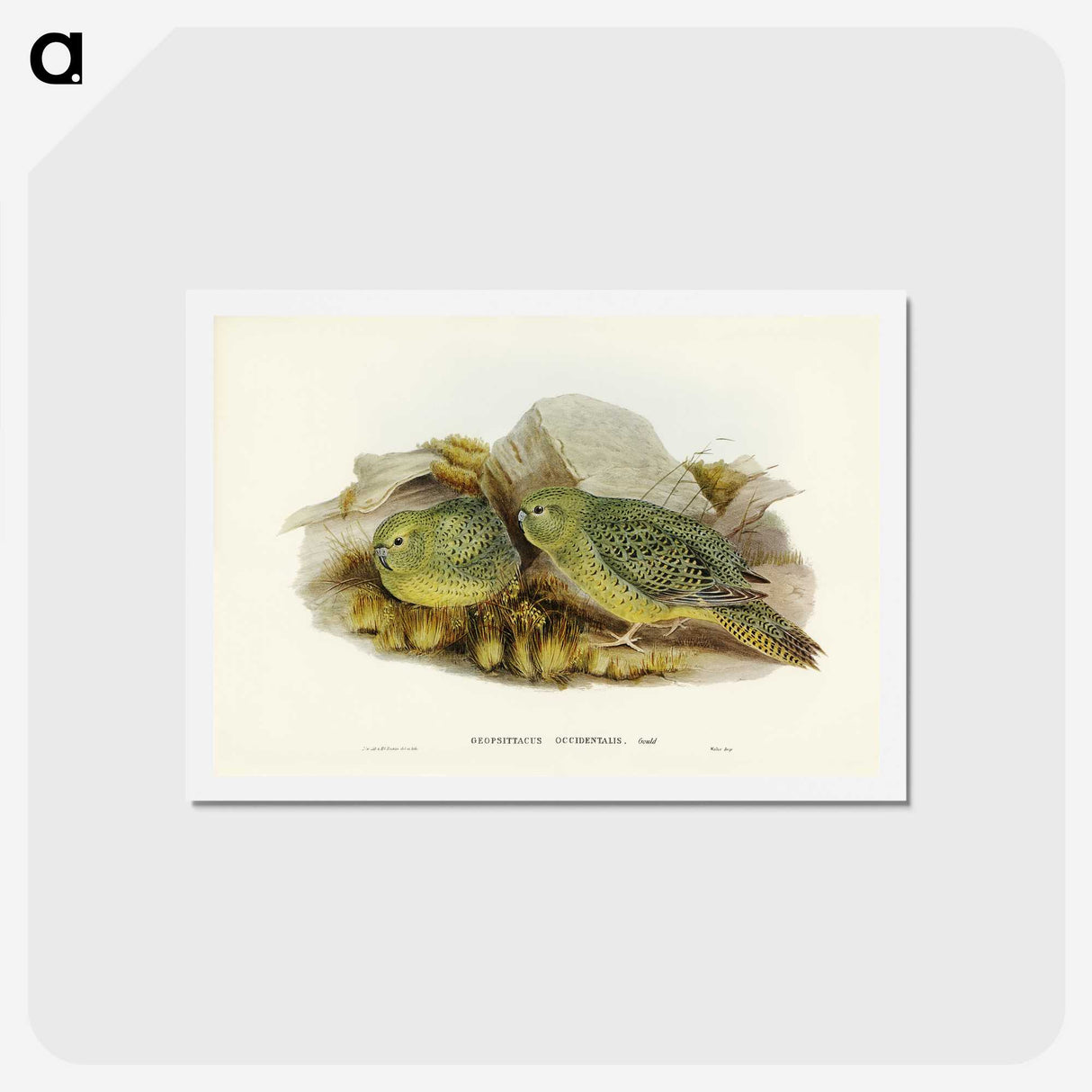 3-27_John-Gould_hagaki