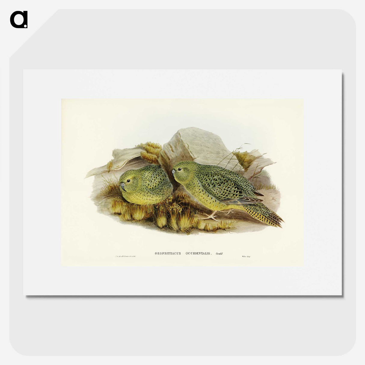 3-27_John-Gould_picture
