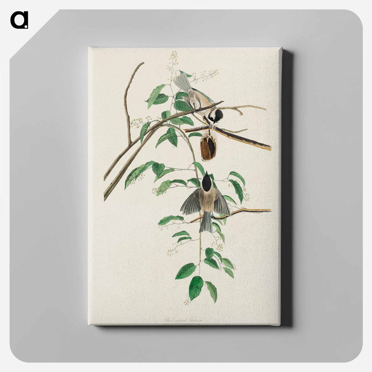 アートパネル-Carolina Titmouse
- ジョン ジェームス オーデュボン Canvas.