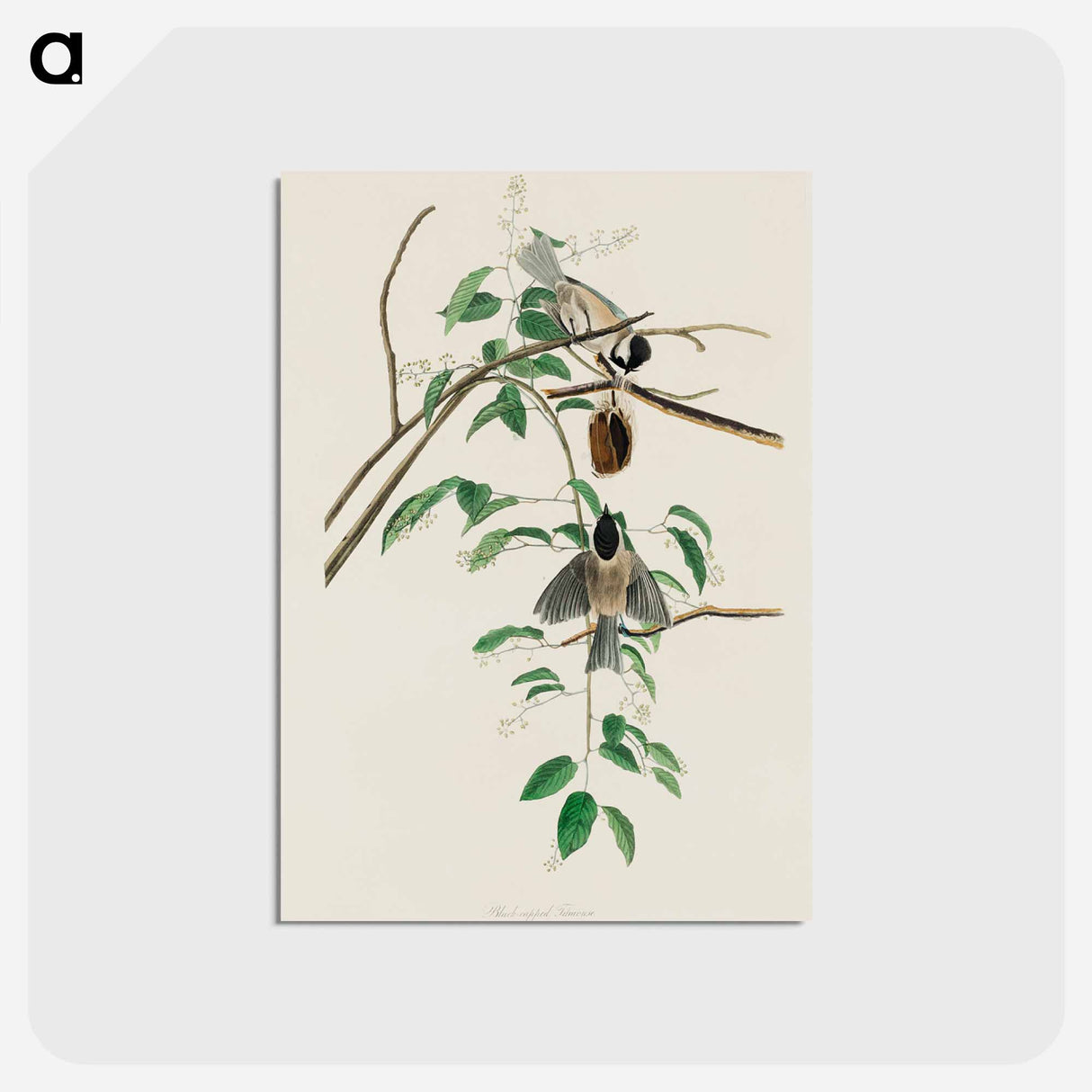 Carolina Titmouse
- ジョン ジェームス オーデュボン Postcard.