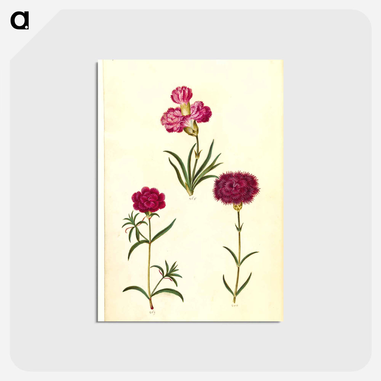 アートポストカード-Dianthus caryophyllus
- マリア ジビーラ メーリアン Postcard.