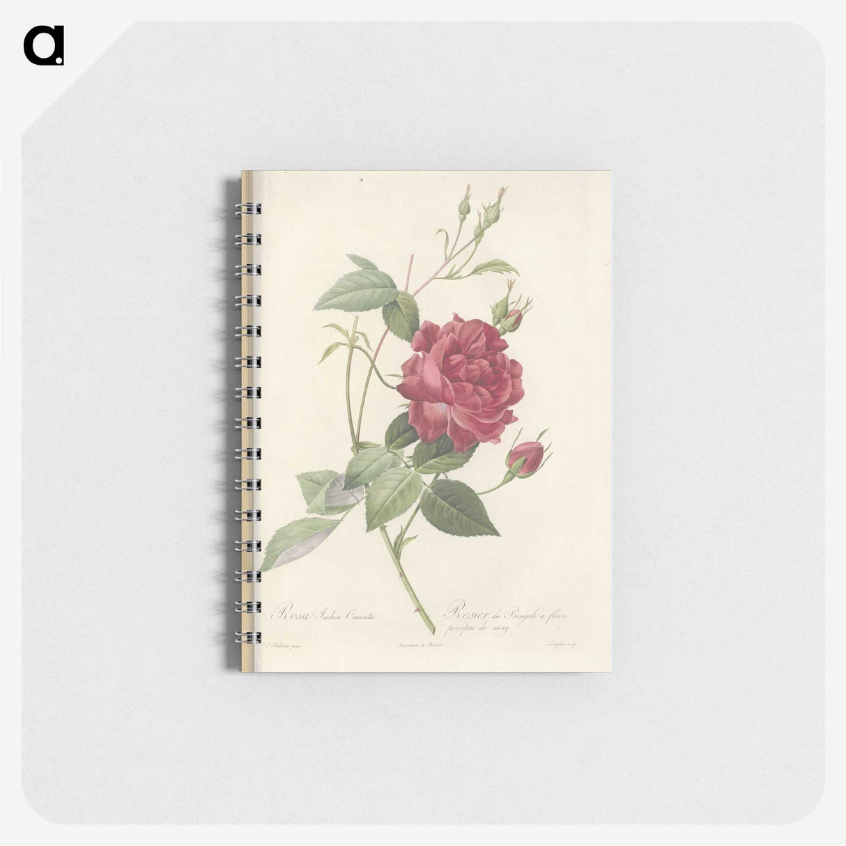 3-27_Pierre-Joseph-Redoute_memo