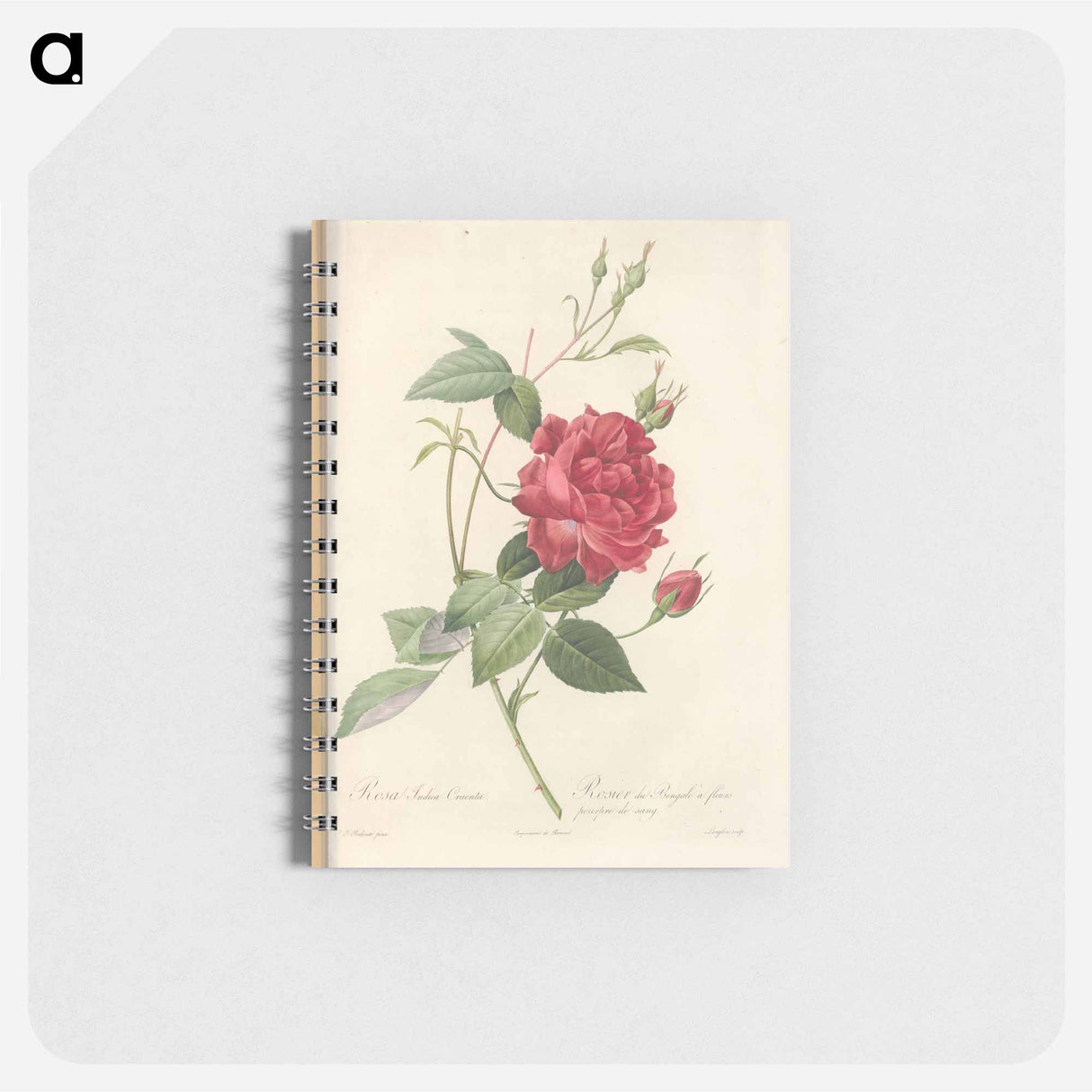 Rose illustration - ピエール ジョゼフ ルドゥーテ Memo.