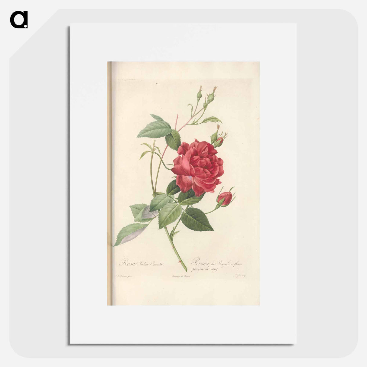 Rose illustration - ピエール ジョゼフ ルドゥーテ Poster.