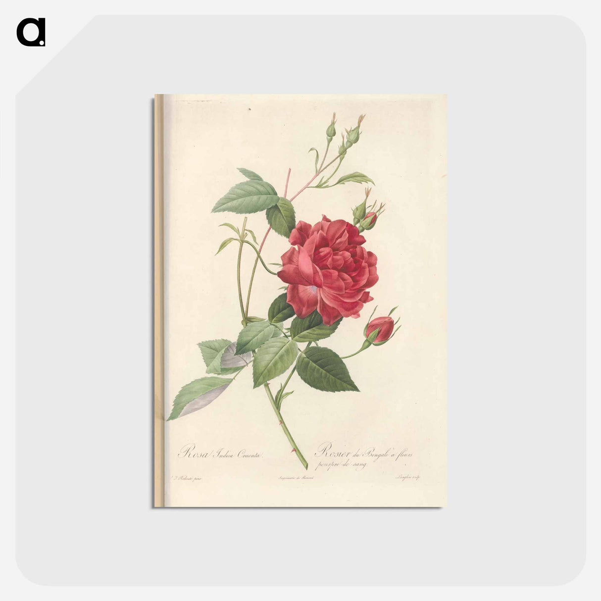 アートポストカード-Rose illustration - ピエール ジョゼフ ルドゥーテ Postcard.