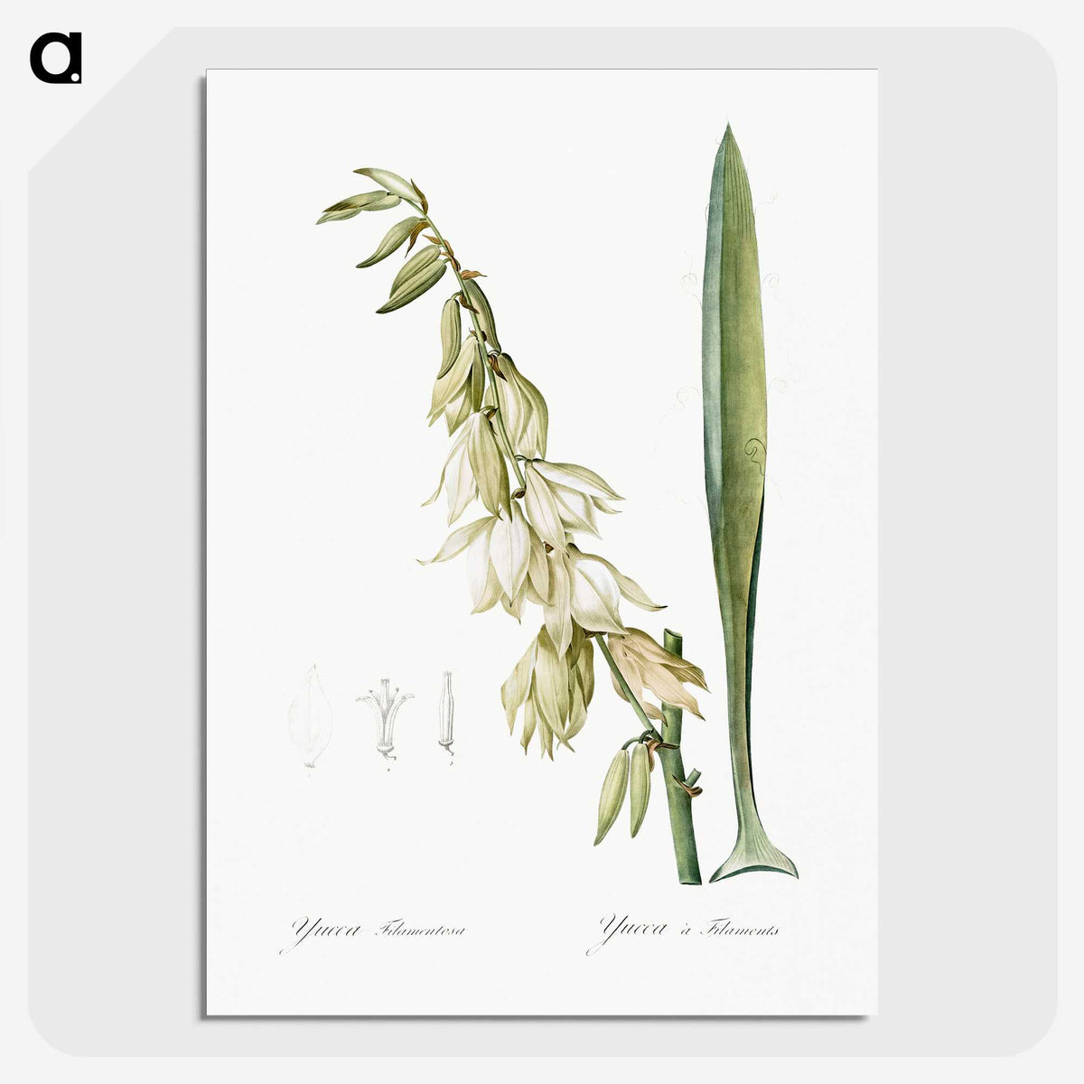 3-27_The-Lilies_picture-crop