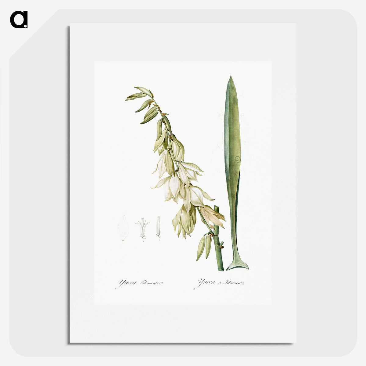 3-27_The-Lilies_picture