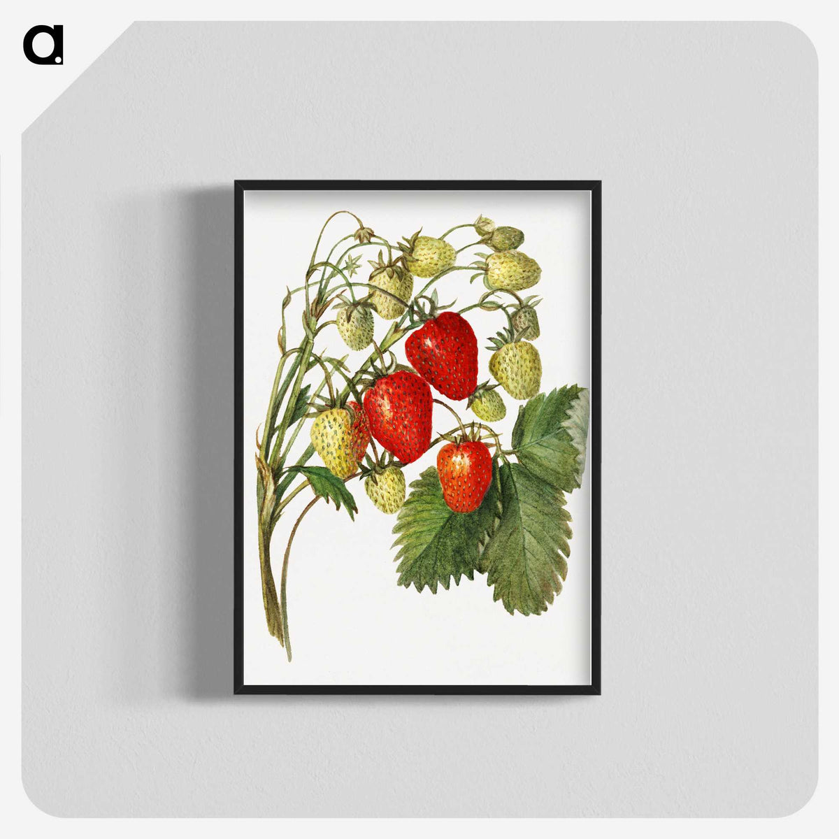 3-27_USDA-Watercolor-Fruit-Painting-Collection_blk-crop