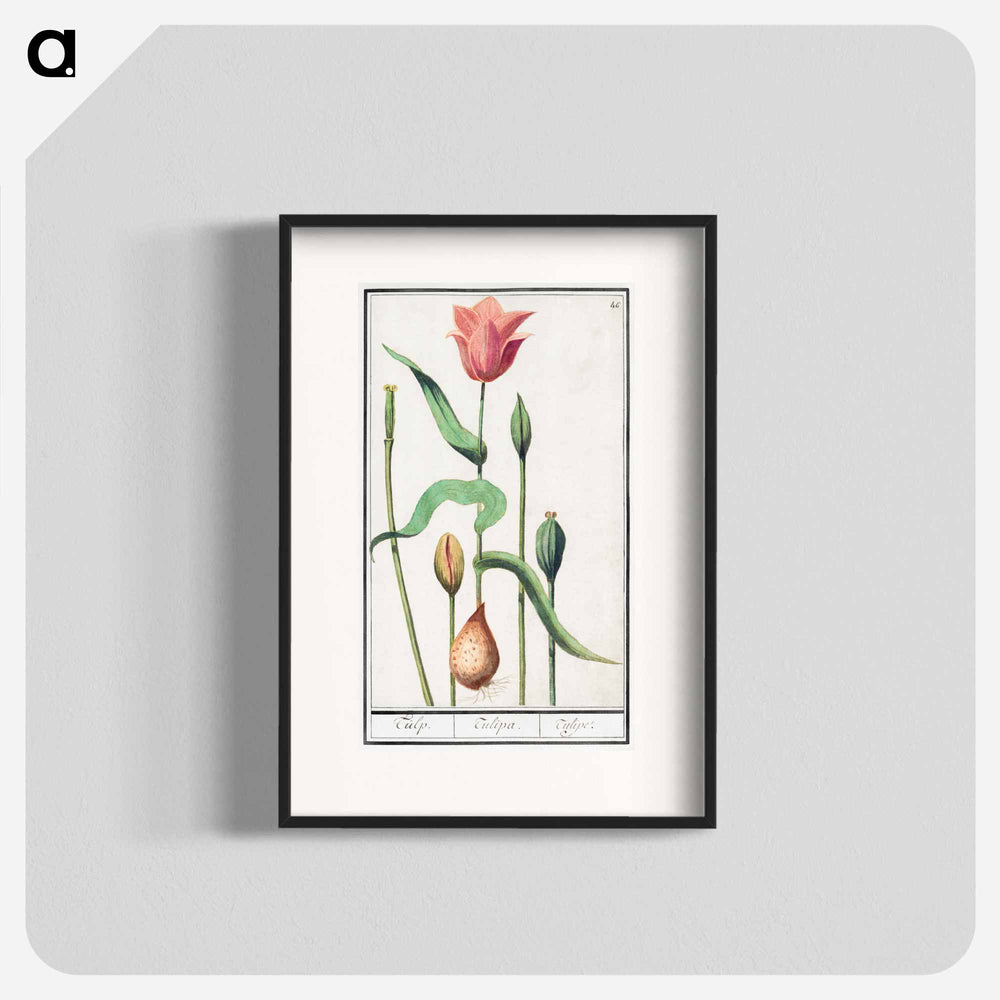 Tulip - アンセルムス ボエティウス デ ブート Poster.