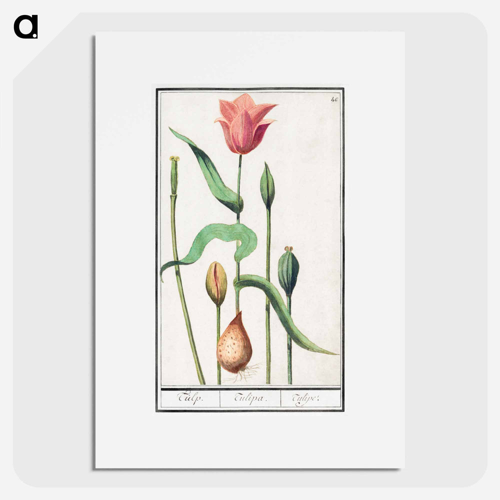 Tulip - アンセルムス ボエティウス デ ブート Poster.