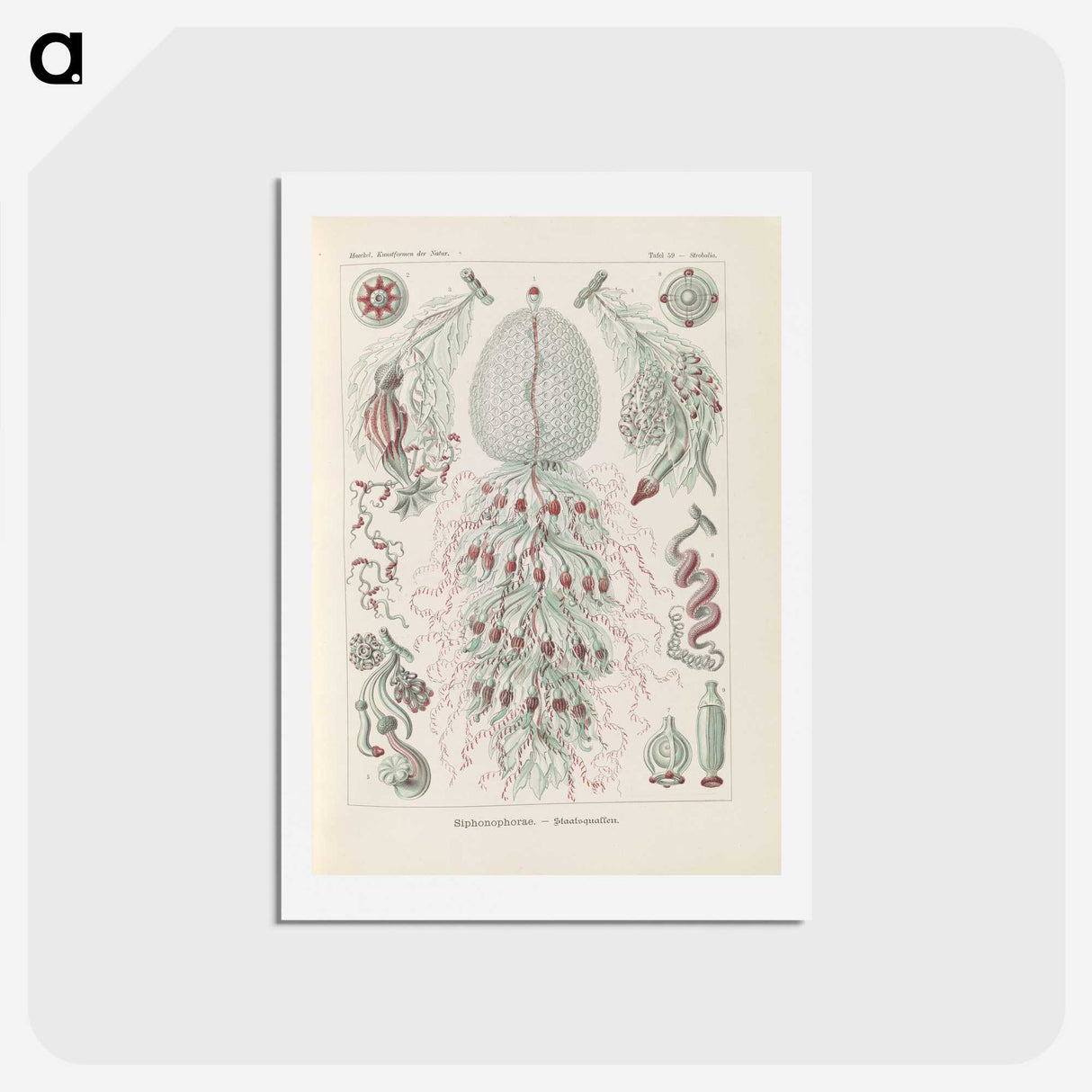 3-28_Ernst-Haeckel_hagaki