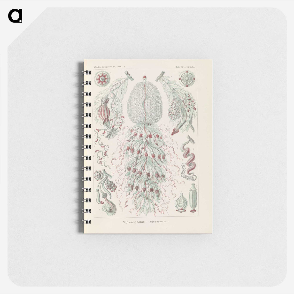 3-28_Ernst-Haeckel_memo