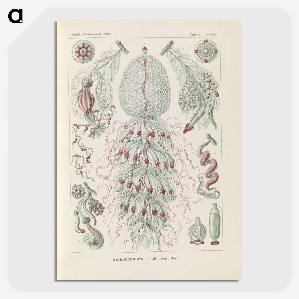 3-28_Ernst-Haeckel_picture-crop