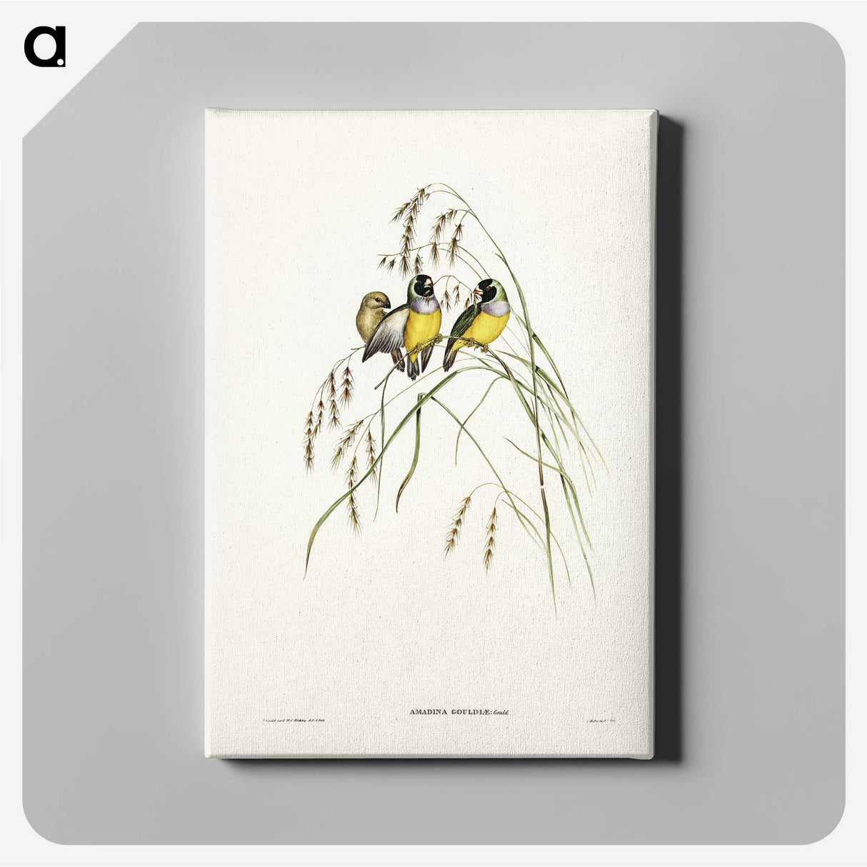 3-28_John-Gould_canvas