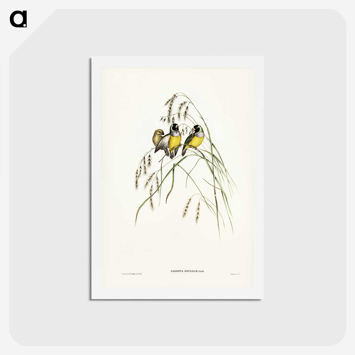 3-28_John-Gould_hagaki