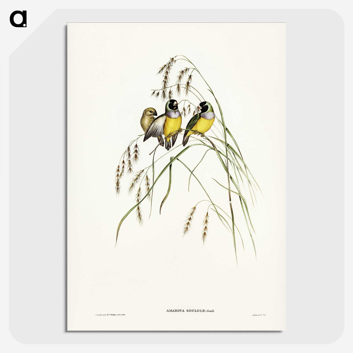 3-28_John-Gould_picture-crop