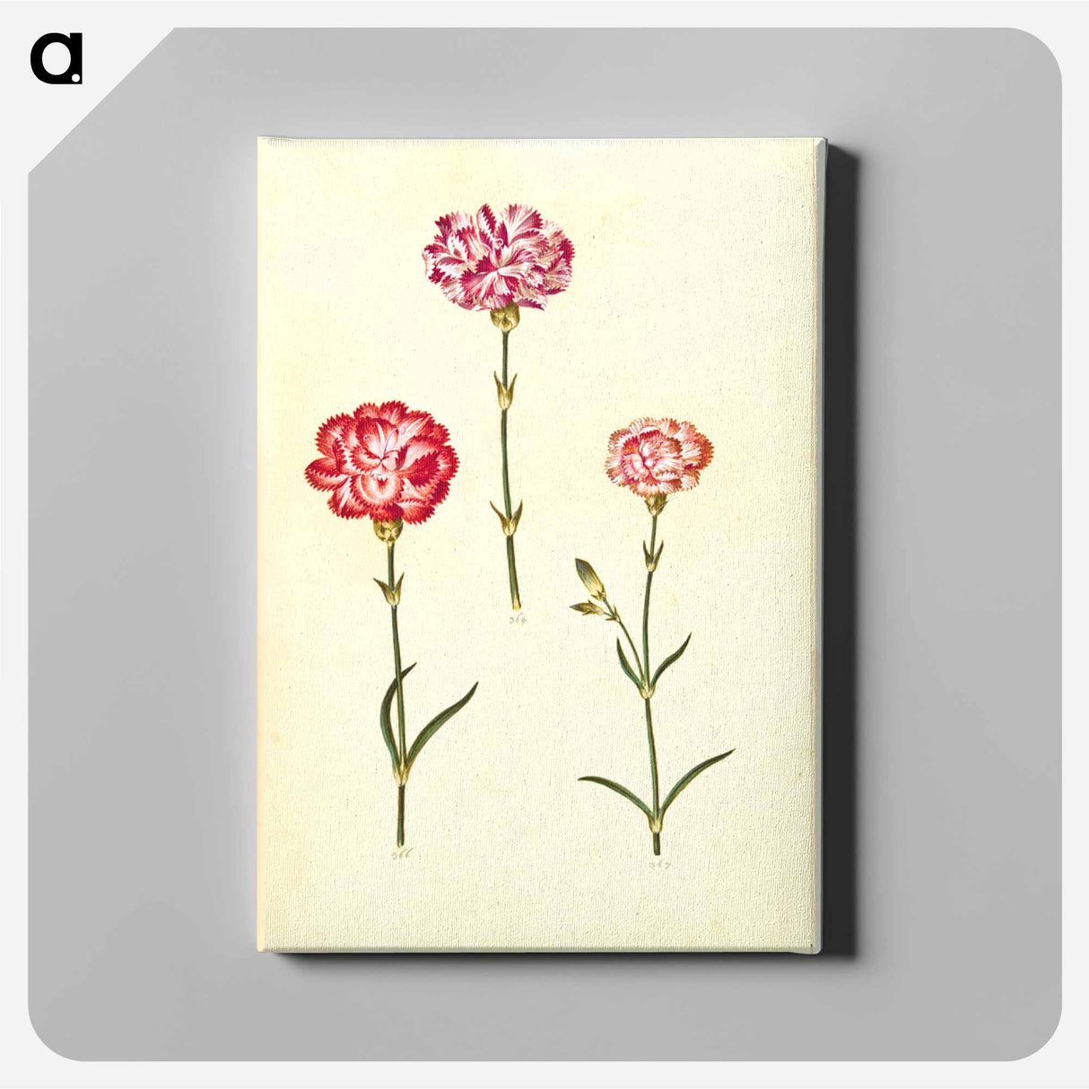 アートパネル-Dianthus caryophyllus
- マリア ジビーラ メーリアン Canvas.