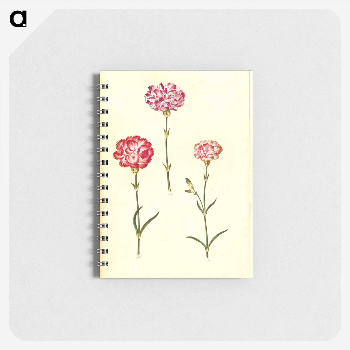 3-28_Maria-Sibylla-Merian_memo