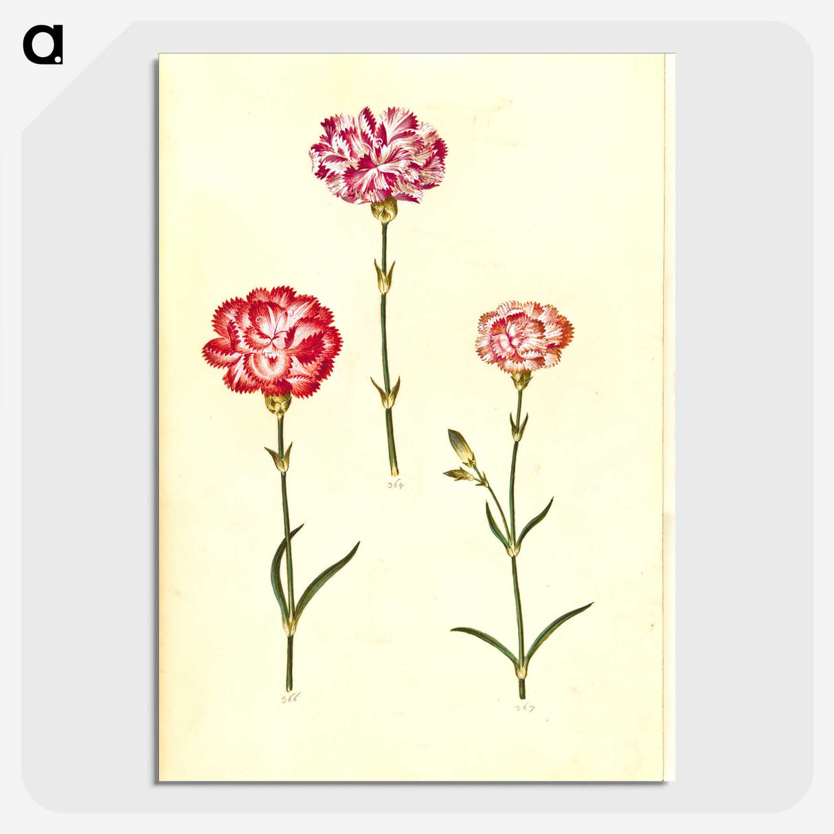3-28_Maria-Sibylla-Merian_picture-crop