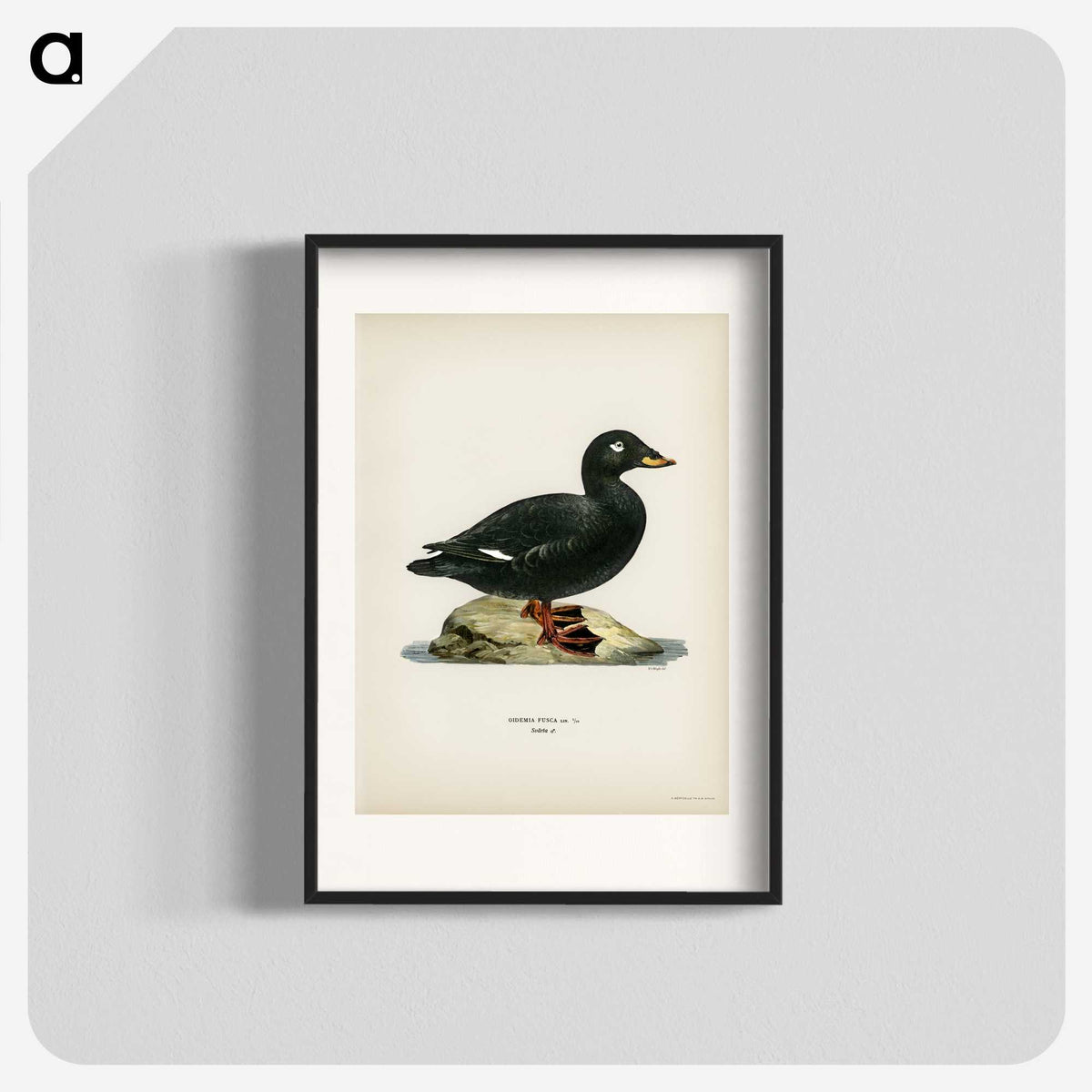 3-28_Svenska-Faglar_blk