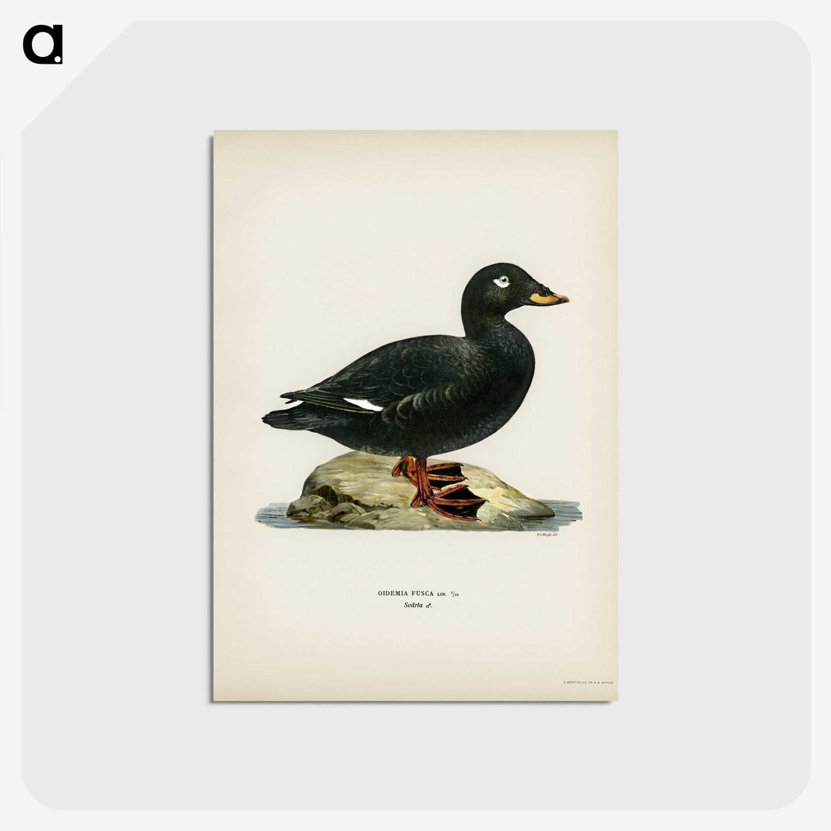 3-28_Svenska-Faglar_postcard