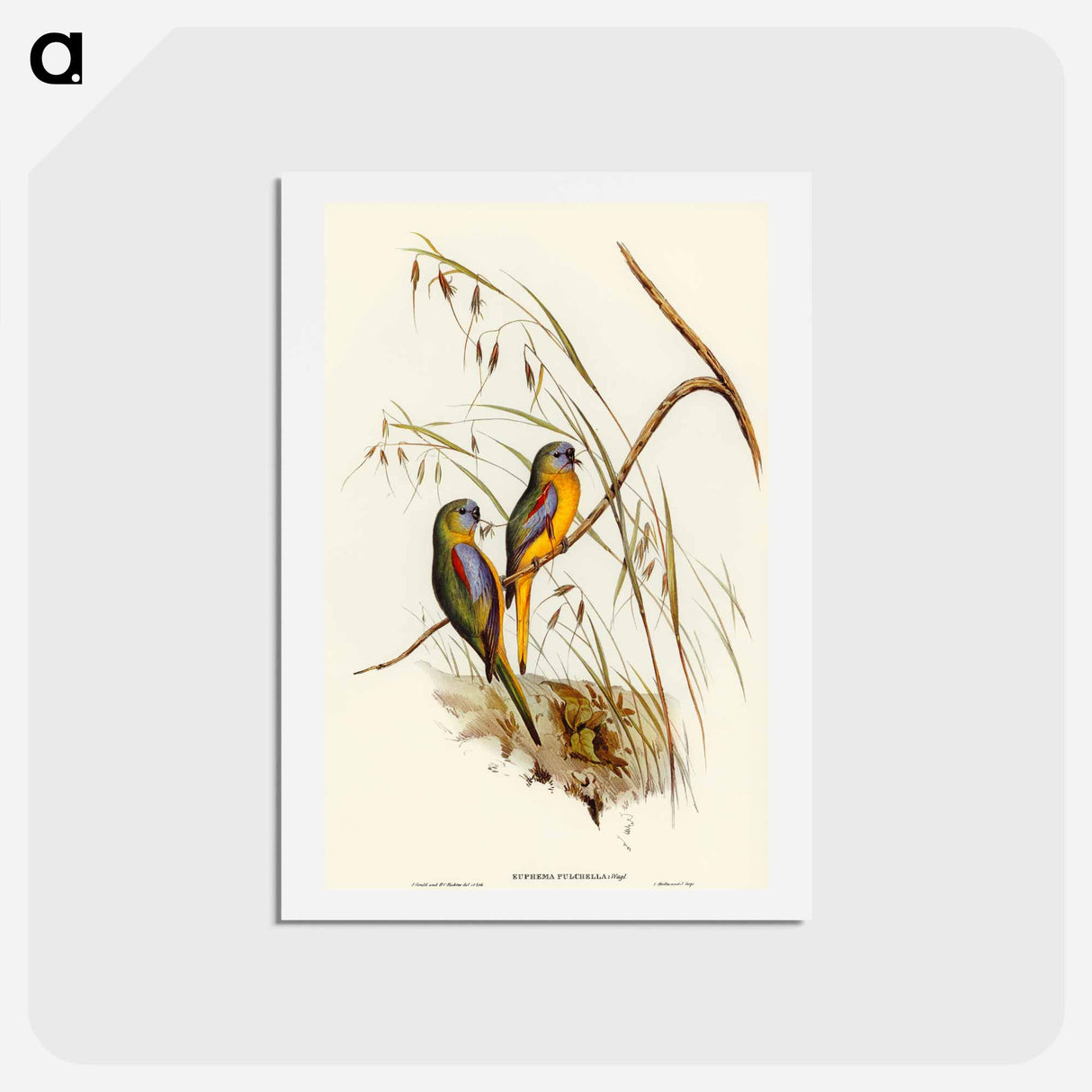 アートポストカード-Chestnut-shouldered Grass-Parakeet
- オーストラリアの鳥 Postcard.
