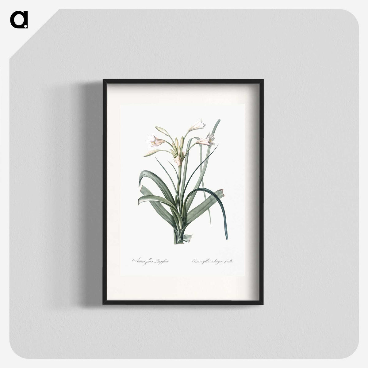 3-28_The-Lilies_blk