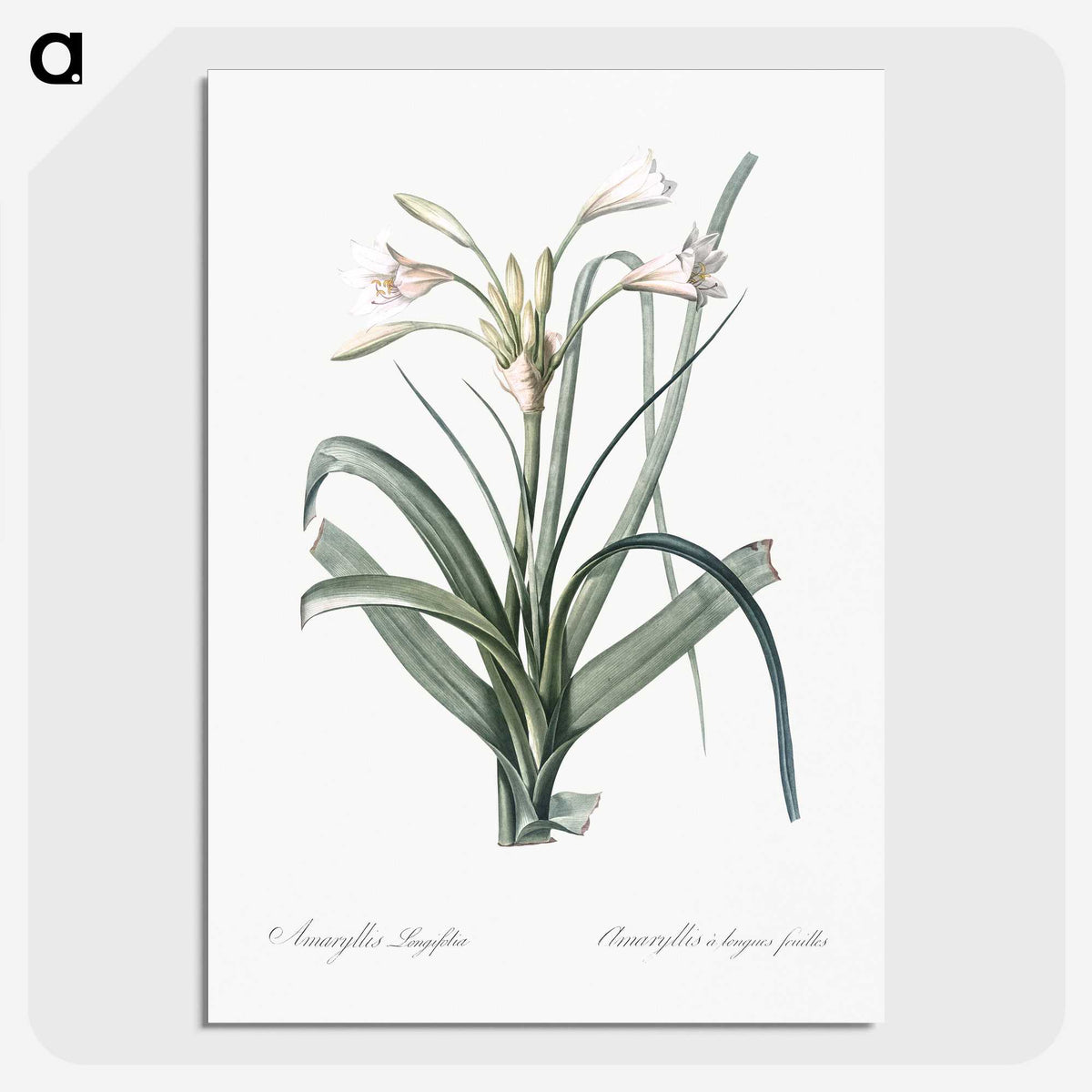 3-28_The-Lilies_picture-crop