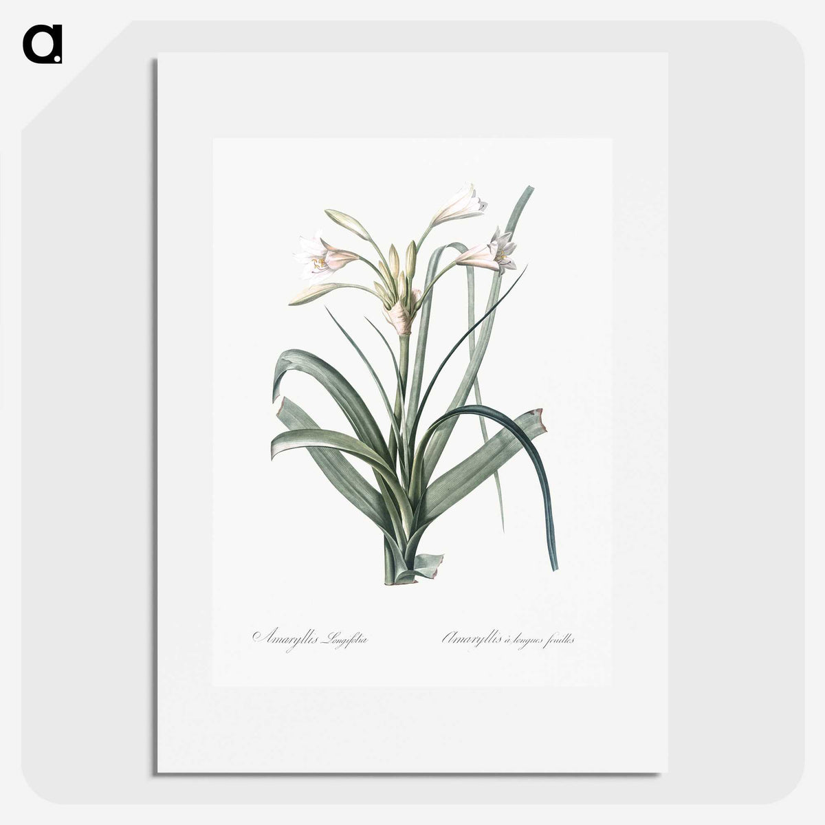 3-28_The-Lilies_picture