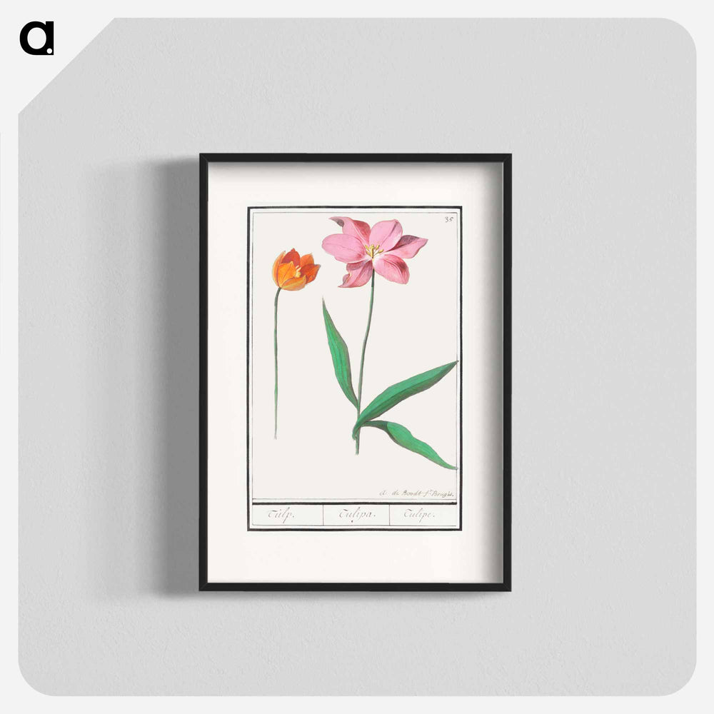 Tulip - アンセルムス ボエティウス デ ブート Poster.